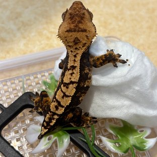 트라이 세이블 화이트스팟