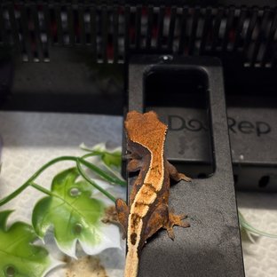 세이블 화이트스팟