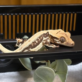 릴리화이트 풀핀 화이트핀 드리피