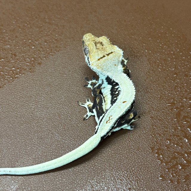 릴리화이트 풀핀 화이트핀 드리피