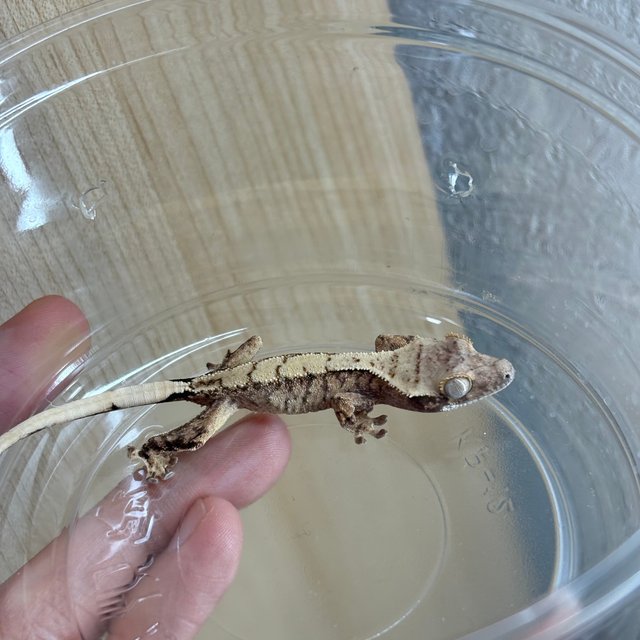 노멀 화이트 화이트스팟 트라이