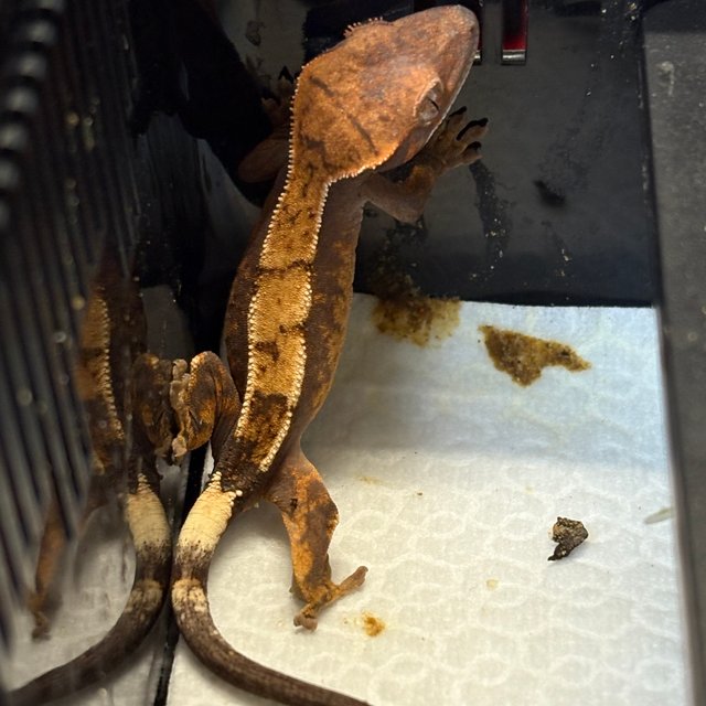 카푸치노 세이블