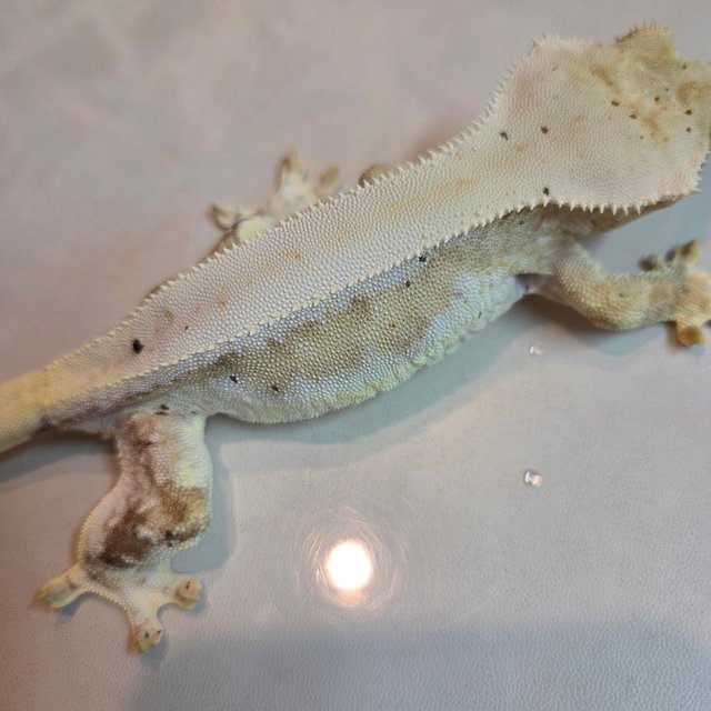 릴리100%헷아잔틱 100%헷아잔틱