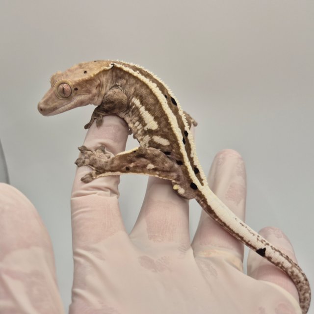 풀핀 엠티백 아잔틱