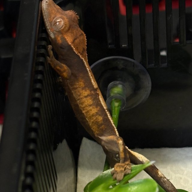 카푸치노 세이블