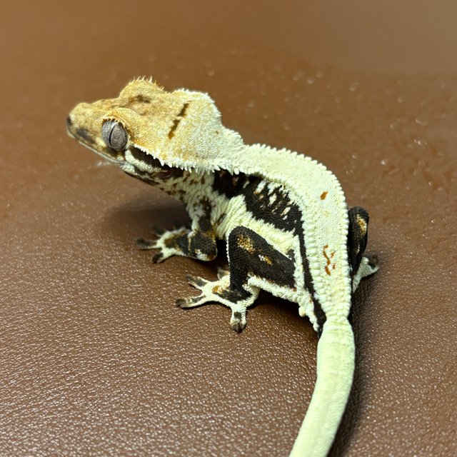 릴리화이트 풀핀 화이트핀 드리피