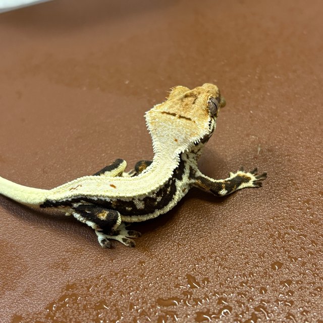 릴리화이트 풀핀 화이트핀 드리피