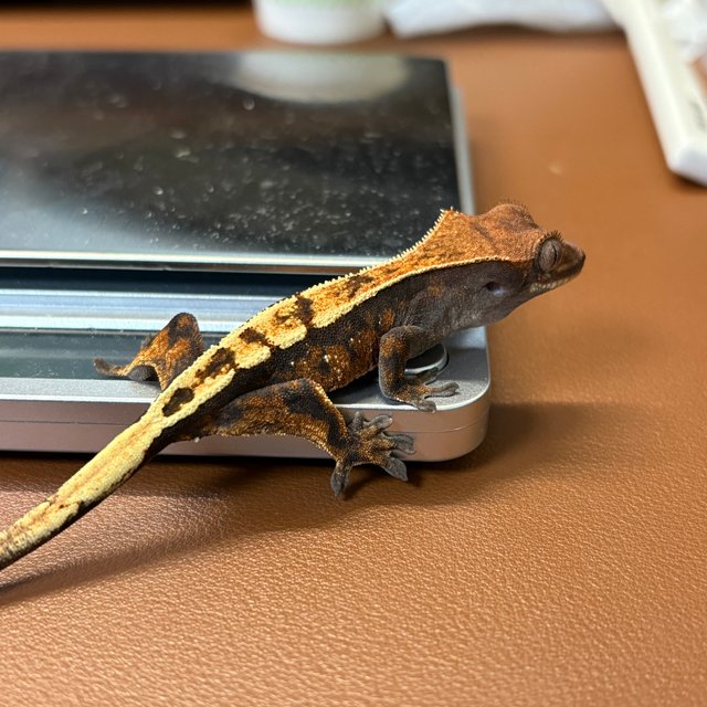 세이블 화이트스팟