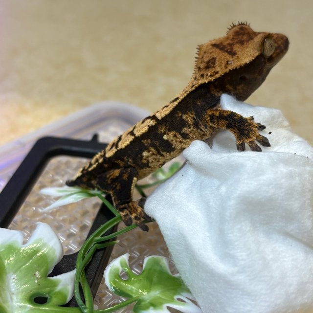 트라이 세이블 화이트스팟