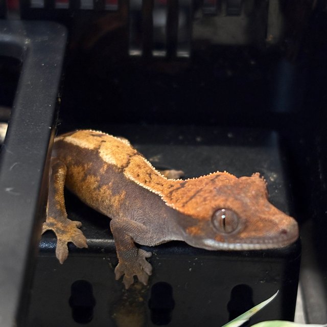 카푸치노 세이블