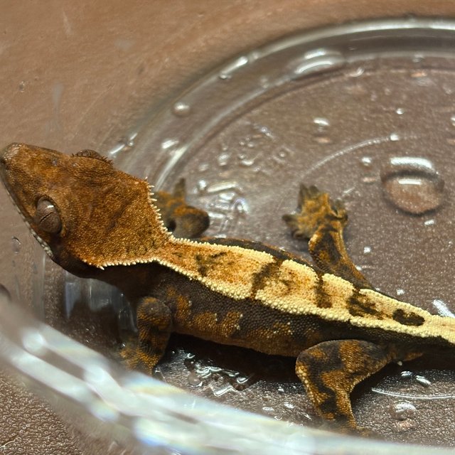 세이블 화이트스팟