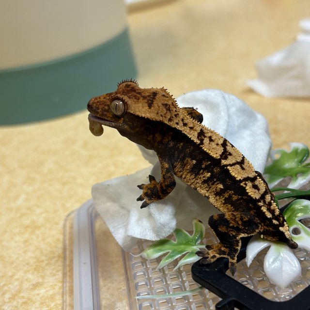 트라이 세이블 화이트스팟