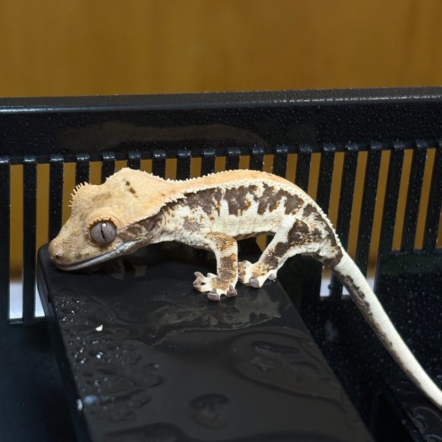 릴리화이트 드리피