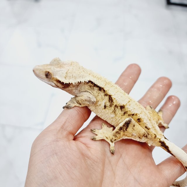 노멀 드리피 화이트스팟