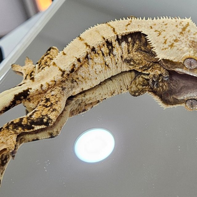 바브 트라이 노멀 드리피 화이트 화이트스팟