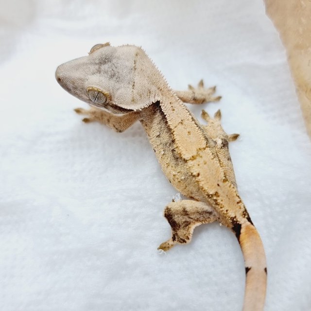 노멀 드리피 화이트스팟