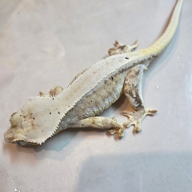 릴리100%헷아잔틱 100%헷아잔틱