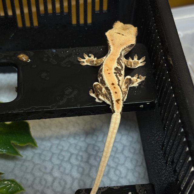 릴리화이트 드리피