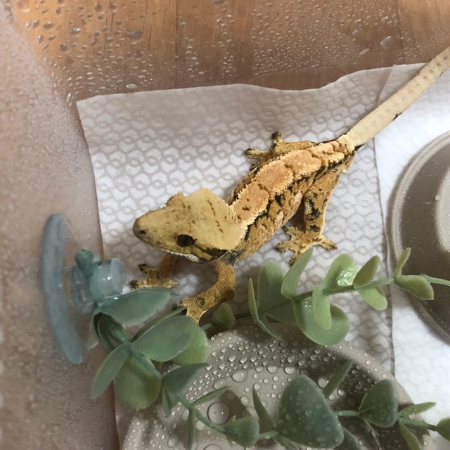 트라이 텐저린 노멀