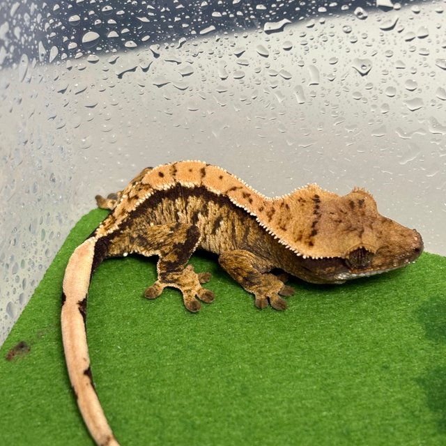 트라이 화이트스팟 화이트크라운