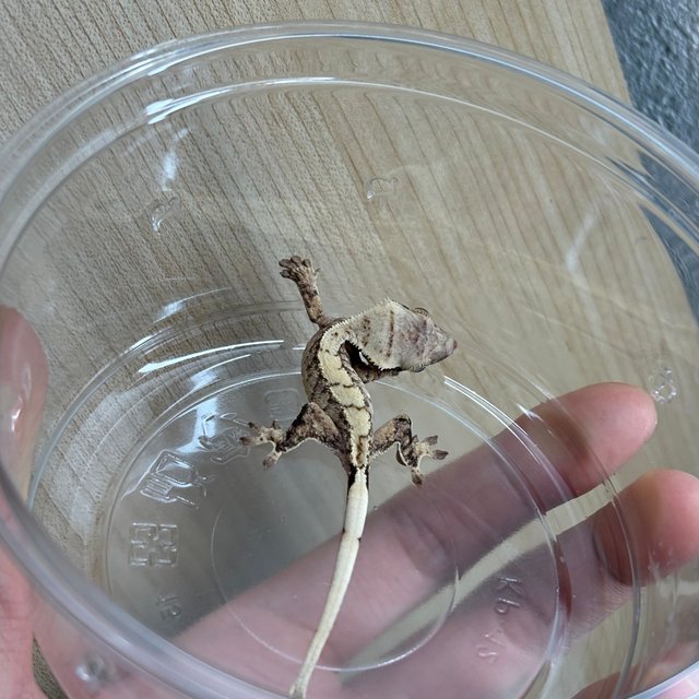 노멀 화이트 화이트스팟 트라이