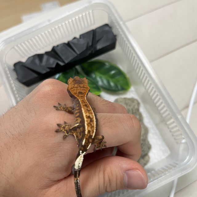 카푸치노