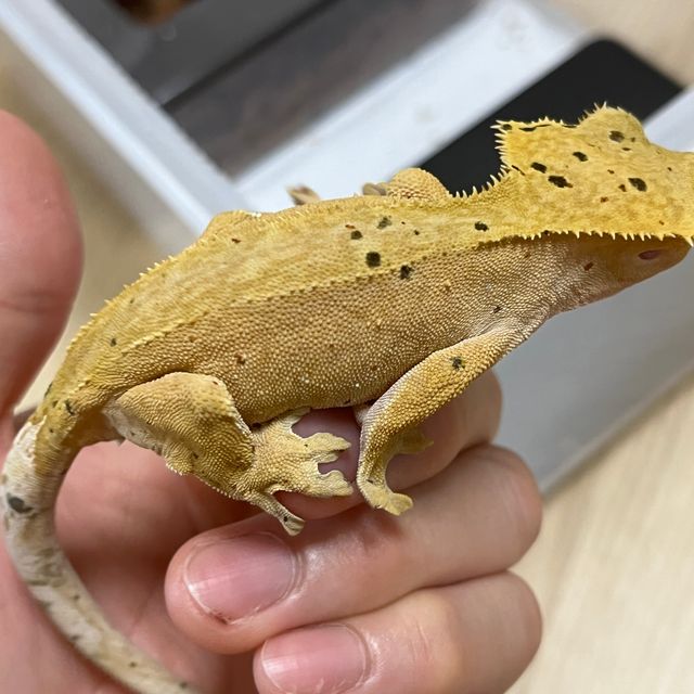 달마시안 슈퍼달마시안