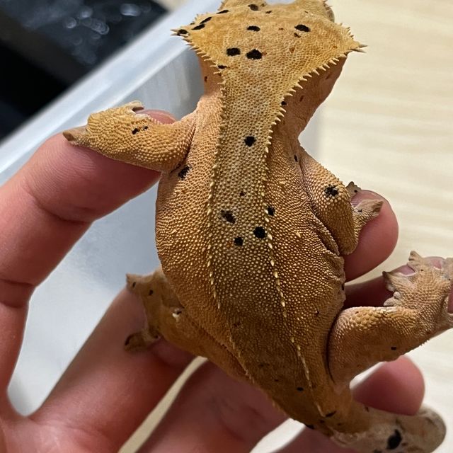 달마시안 슈퍼달마시안
