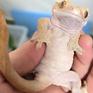 레드 패턴리스 벅스킨