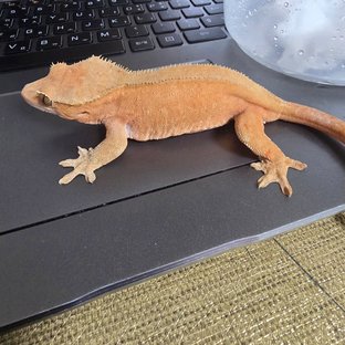 레드 패턴리스 벅스킨