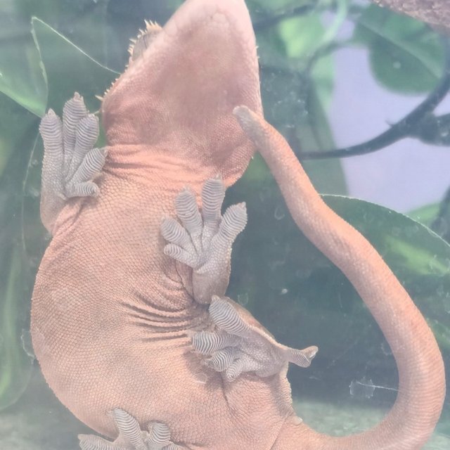 레드 패턴리스 벅스킨