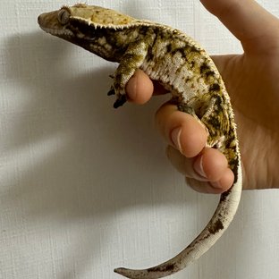 트라이