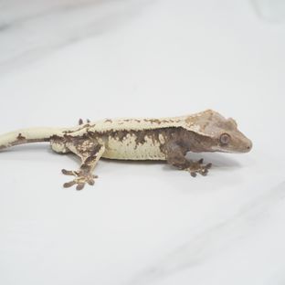세이블