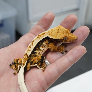 노멀
