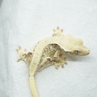 오너 xbg