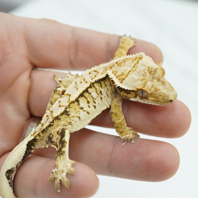 노멀 트라이 익스트림할리퀸 화이트스팟