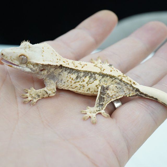 노멀 쿼드 화이트스팟