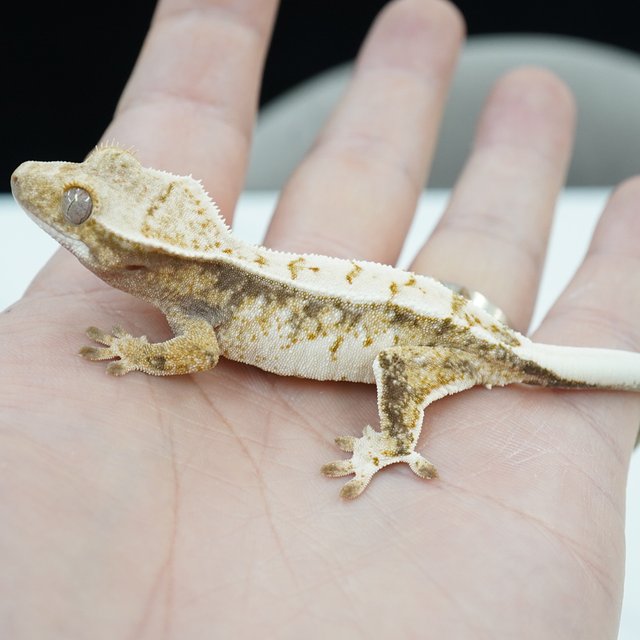 노멀 화이트스팟 화이트핀