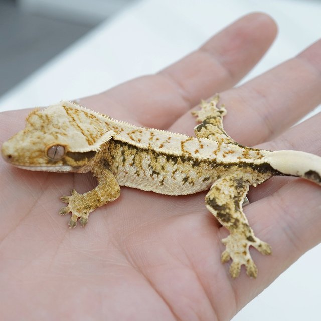 노멀 트라이 익스트림할리퀸 화이트스팟