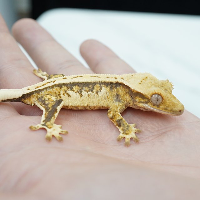 노멀 쿼드 풀핀 드리피