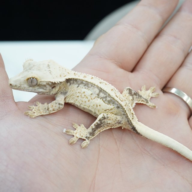 노멀 쿼드 화이트스팟