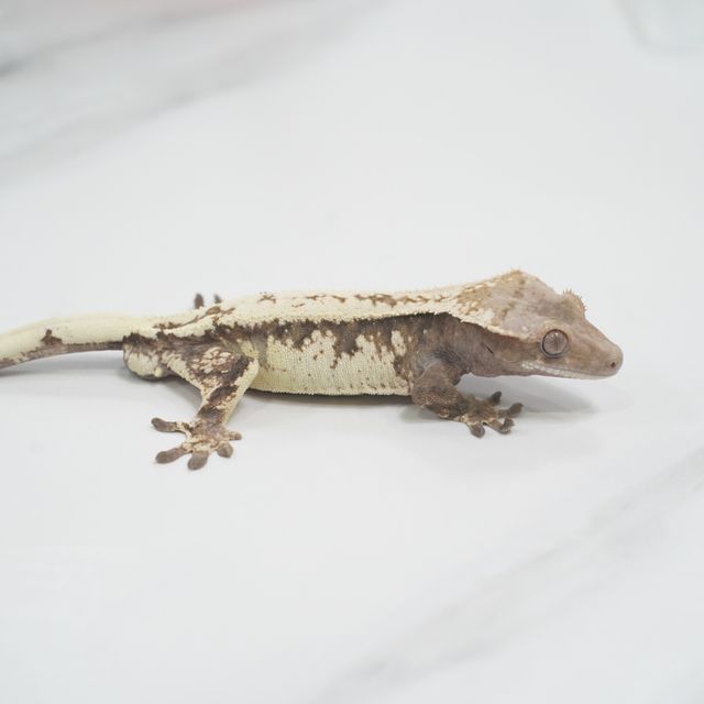 세이블