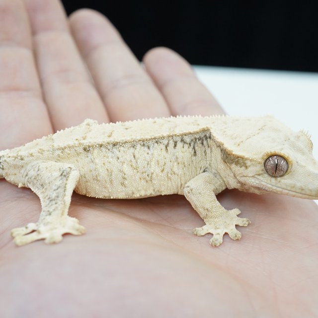 노멀 화이트스팟 화이트크라운 화이트포트홀 화이트핀 화이트