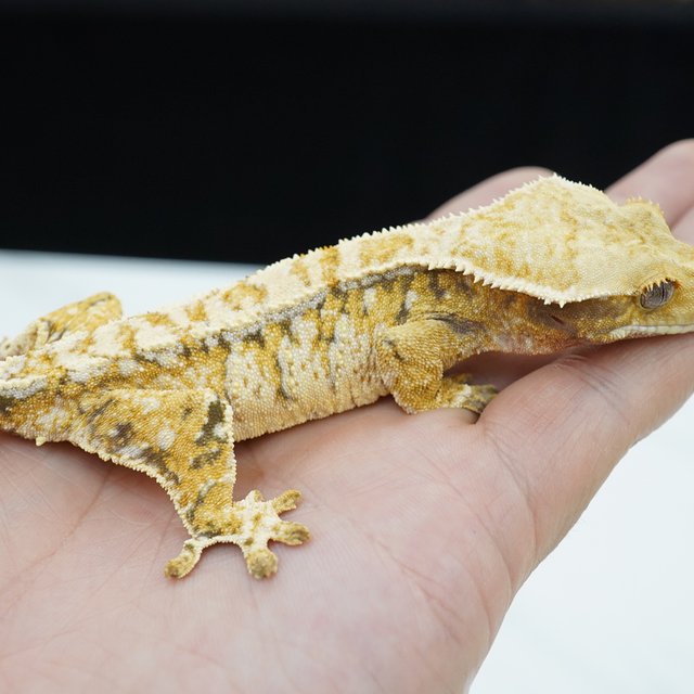 노멀 트라이 드리피 화이트스팟