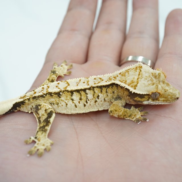 노멀 트라이 익스트림할리퀸 화이트스팟