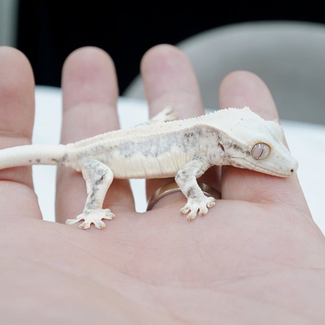 릴리화이트 화이트핀