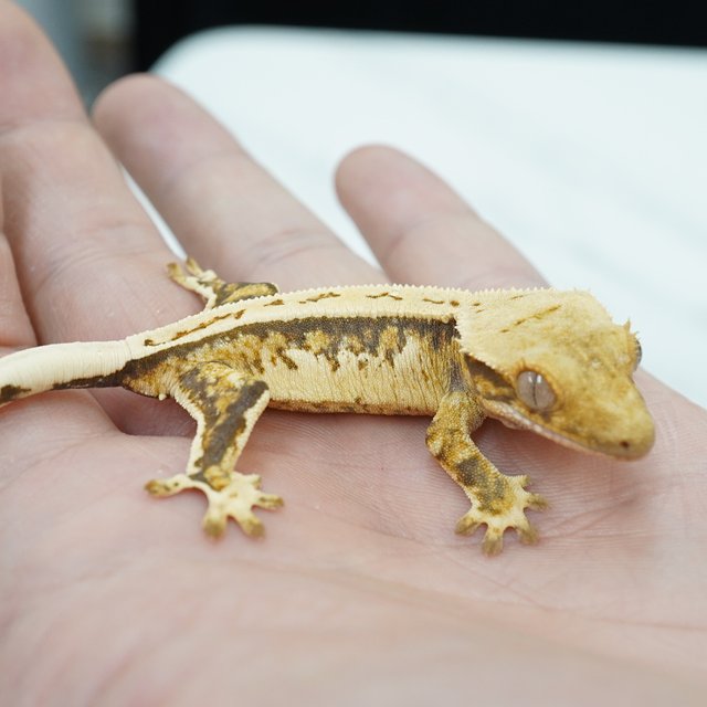 노멀 쿼드 풀핀 드리피