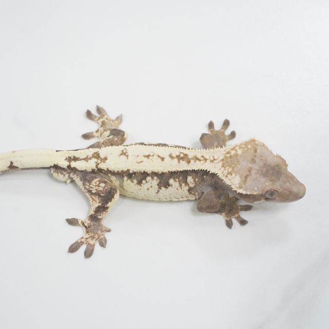 세이블