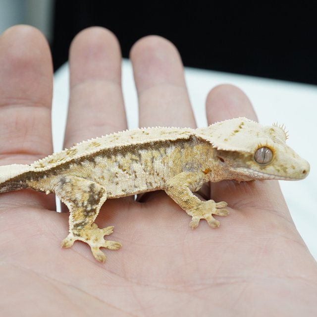 노멀 드리피 화이트스팟 화이트포트홀 화이트핀 화이트