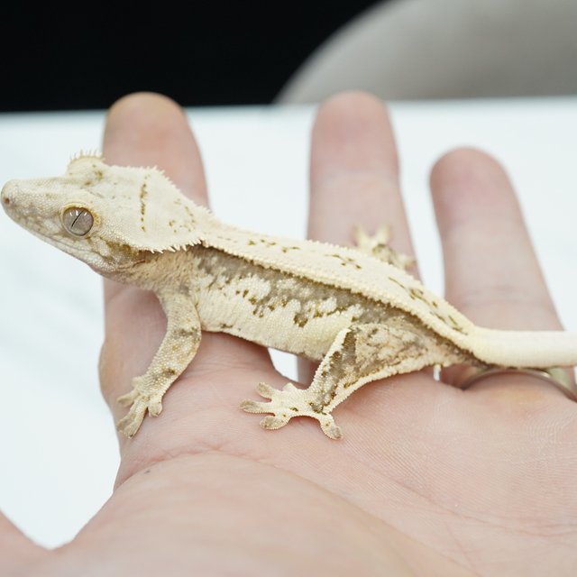 노멀 화이트크라운 화이트핀 화이트